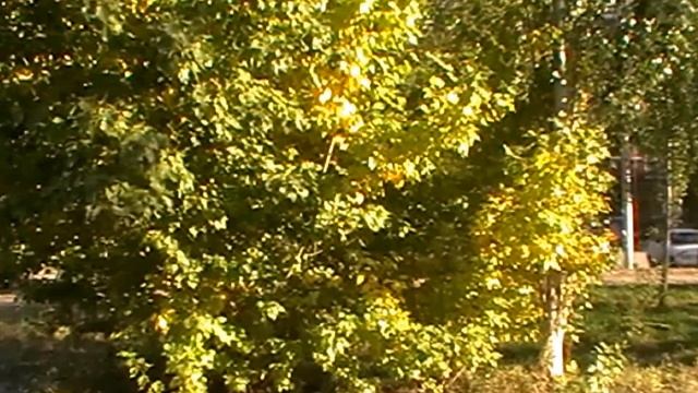 Раскидал осенний лес рубли целковые...