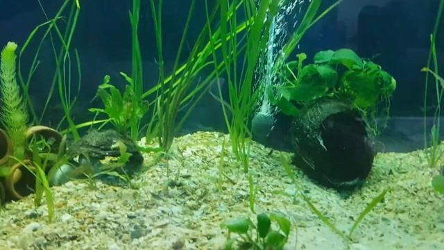 Запустил креветок в аквас к петушкам 14.01.2019 смотреть онлайн