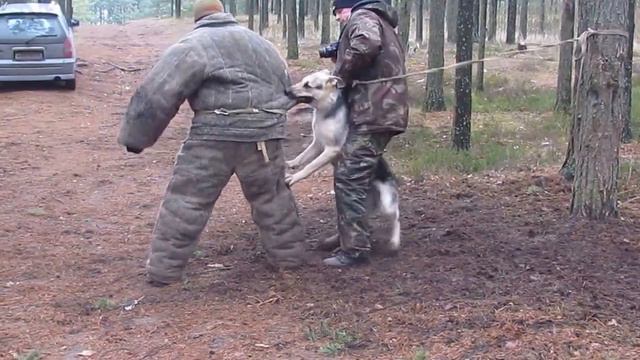 Хельхаус Аризона, дрессировка в Твери с Сергеем Онупко, подход молодого фигуранта... смотреть онлайн