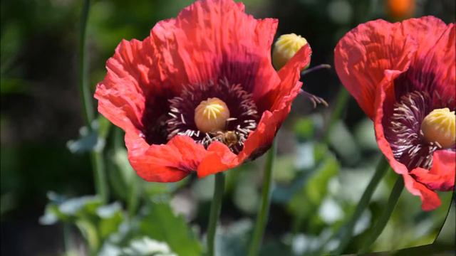 Bienen-Bewusstsein: Bienen auf Mohnblumen / HD1080- Bees on poppy flowers смотреть онлайн
