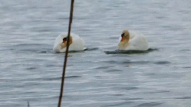 Лебеди вальсируют 588 HD смотреть онлайн