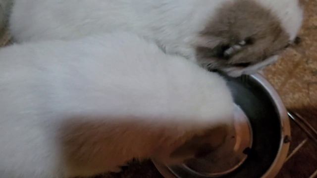 #алабай #сао ? Вес щенков в 1 месяц ? смотреть онлайн
