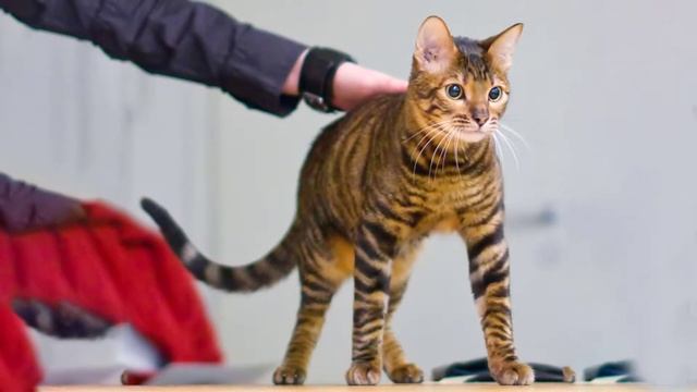 Top 10 Most Cutest Domestic Cat Breeds in the World || Beautiful cats смотреть онлайн