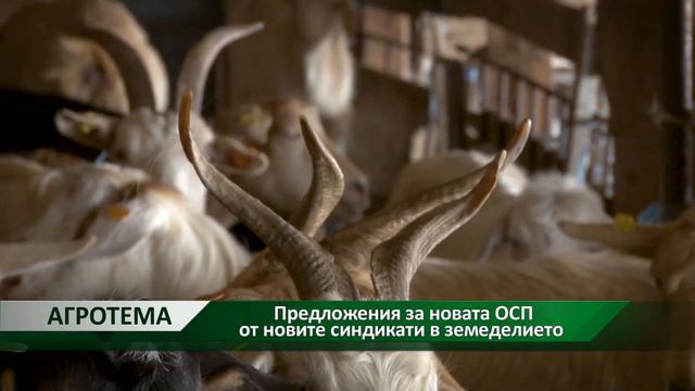 Агротема: Предложения за новата ОСП от новите синдикати в земеделието, автор: Камелия Карадочева смотреть онлайн