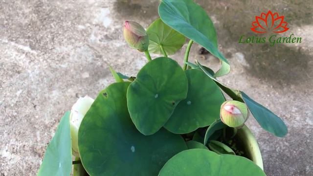 Watching the mini lotus pots bloom is so relaxing | growing mini lotus at home смотреть онлайн
