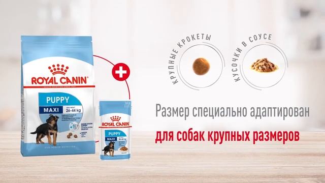 Сухой корм Royal Canin Maxi Puppy для щенков крупных пород смотреть онлайн