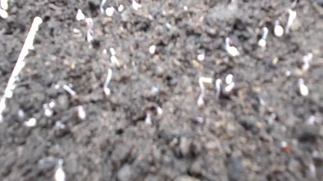 Цикламен - сеянцы, правильный уход,  часть 2 .