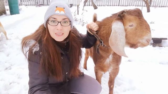 Нубийский козел. Видео от канала Дачный влогер. смотреть онлайн