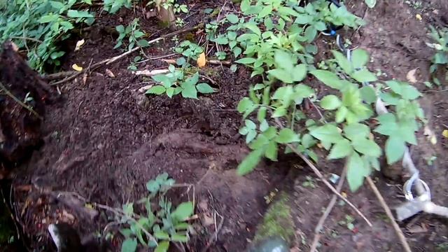 Старая дорога к дому лесника | НАШЕЛ ОПАСНУЮ НАХОДКУ | Коп с металлоискателем смотреть онлайн