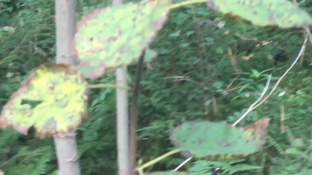 Ложный подберёзовик .