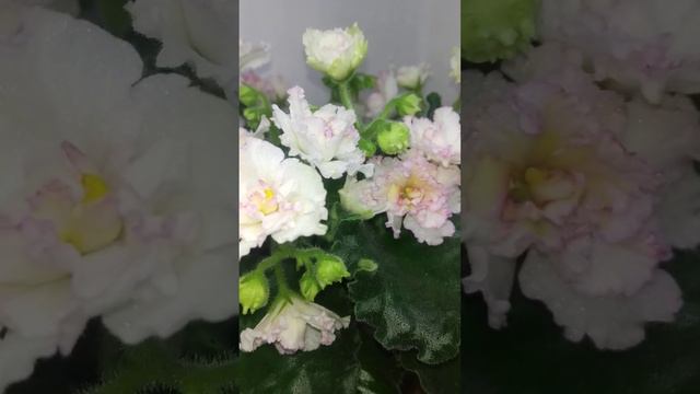 #фиалка АВ-Жёлтая Роза смотреть онлайн