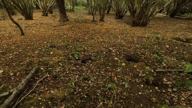 Exploring The Historical, Beautiful Hatfield Forest | When History And Natural Beauty Collide смотреть онлайн