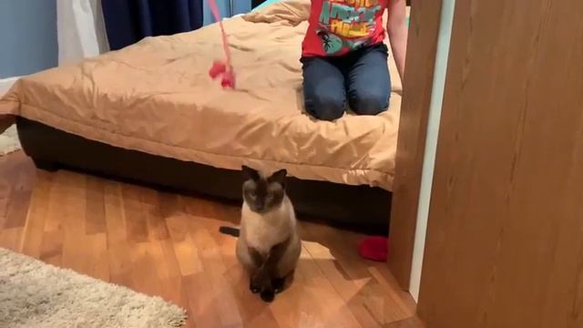 08.02.2021 - Кот Бальтазар уехал домой (видео из дома) смотреть онлайн