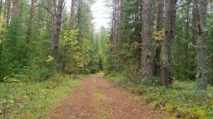 Охота на рябчика с МР-27 м