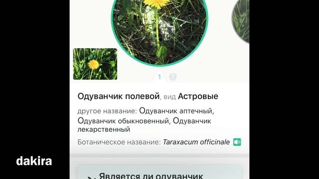 Программа распознавания растений по фото онлайн с телефона Picture This смотреть онлайн