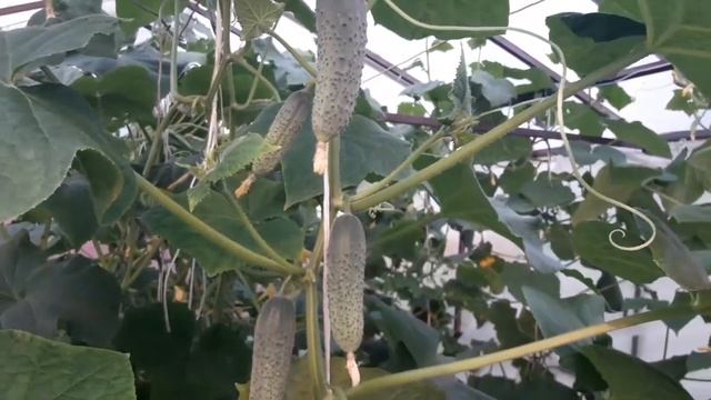 Причины пожелтения завязей у огурцов. смотреть онлайн