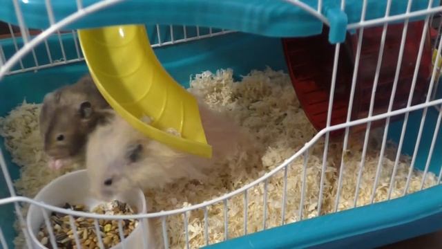 Содержание грызунов. Говорящие грызуны. смотреть онлайн