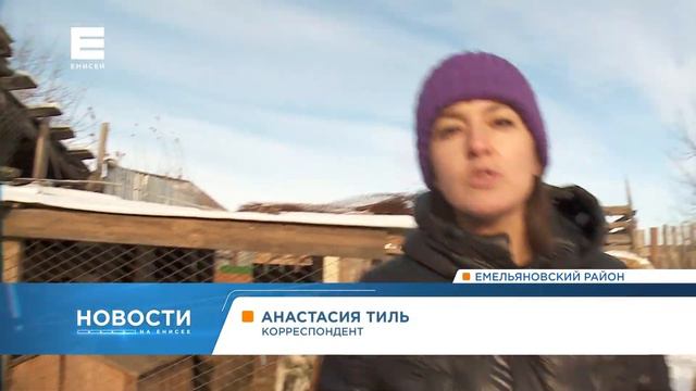 Живущие в одном из приютов Красноярска собаки могут вновь оказаться на улице смотреть онлайн