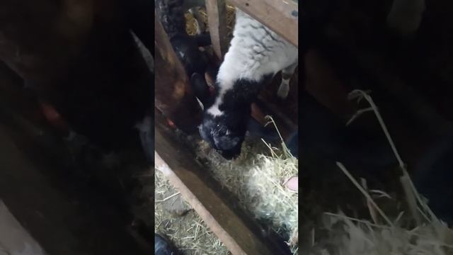 как мы кормим баранов смотреть онлайн