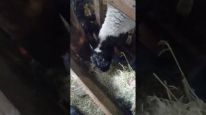как мы кормим баранов