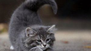 Ира Ежова - Котёнок