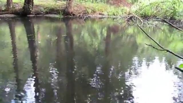 Лесное озеро смотреть онлайн