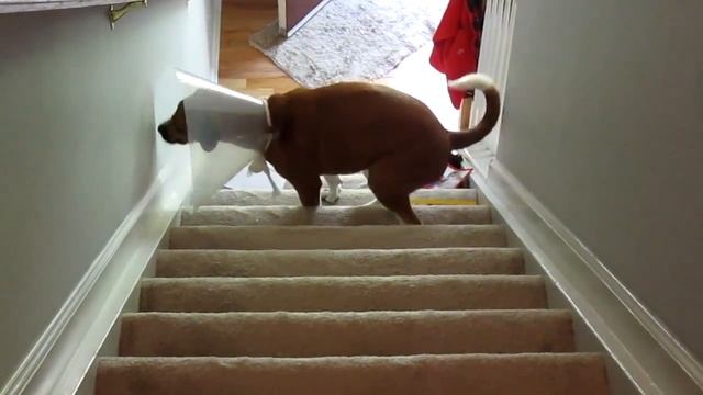 Как взобраться по лестнице? смотреть онлайн