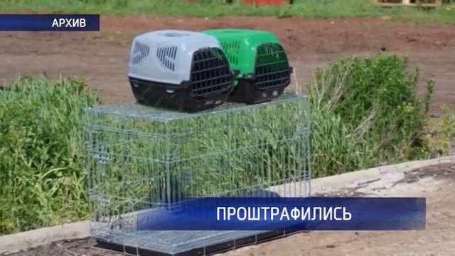 Приют для животных в поселке 9 января оштрафовали смотреть онлайн
