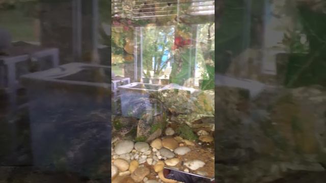 Эублефар морфа Mack Snow. Leopard gecko смотреть онлайн