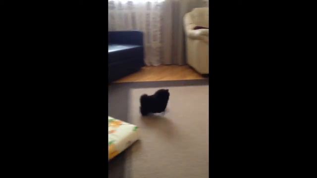 Наш шпиц Балу смотреть онлайн