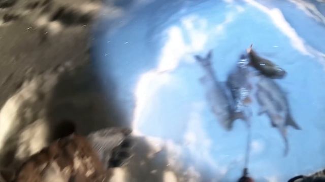 РЫБАЛКА НА ШИКАРНУЮ СОРОГУ (ПЛОТВУ)! НОЧНАЯ РЫБАЛКА НА КРУПНУЮ РЫБУ! КТО НЕ СПАЛ ТОТ ПОЙМАЛ)))! смотреть онлайн