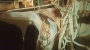 Корова лягается или как подоить первотелку