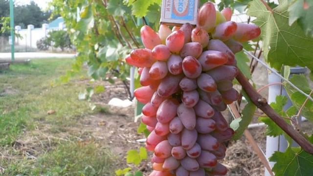 Сорт винограда Оригинал#описание - особенности выращивания смотреть онлайн