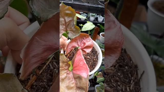 Review Keindahan Syngonium Strawberry Ice смотреть онлайн