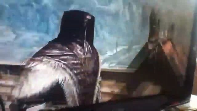 Skyrim glitch смотреть онлайн
