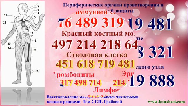 Кроветворная система и иммунная защита.