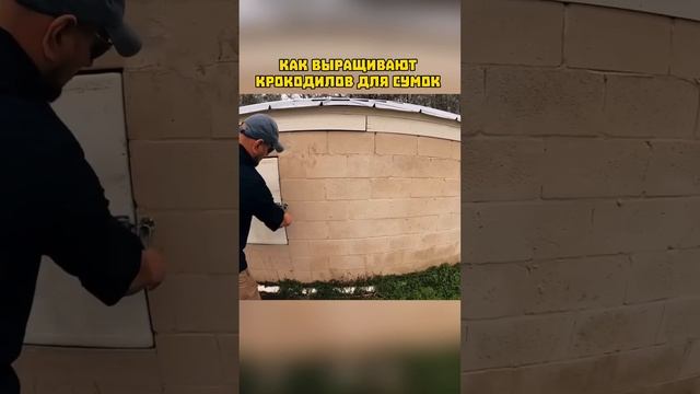 Как Выращивают Крокодилов Для Сумок ? смотреть онлайн