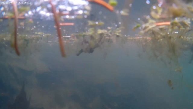 Жуткое лесное озеро! Подводная съемка в лесу | Внутри воды смотреть онлайн