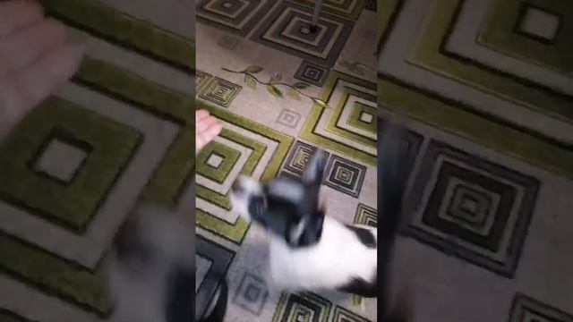 Щенки ищут заботливые и добрые руки.