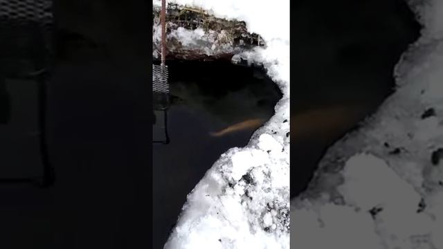 Золотая форель на платнике в Чусовитино смотреть онлайн