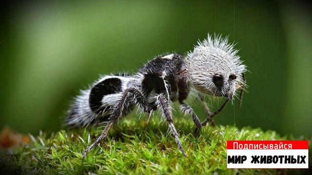 Муровей Панда. Удивительный вид насекомых. смотреть онлайн