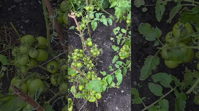 Пришла фитофтора на помидоры (обработка аналогом Квадрис - средство Бродвей) 2 августа 2023 г. смотреть онлайн