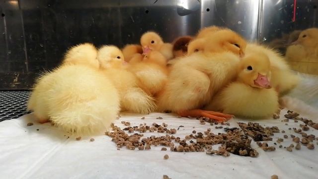 Индоутята осенью. смотреть онлайн