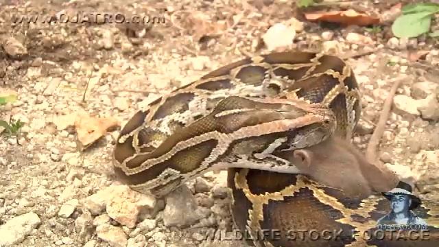 Python eats Rat 03, Time Lapse Speed x8 смотреть онлайн