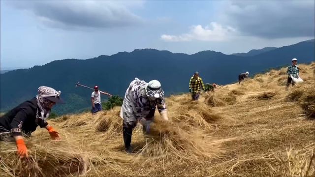 IRANIAN Family Working On Top Of Mountian To Harvest Fodder