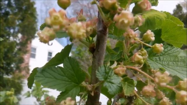 Шмель смотреть онлайн