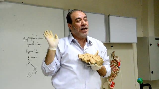 Anatomy OSPE GIT Revision Dr.A.Alshahat & Lect Pancreas, Gallbladder смотреть онлайн