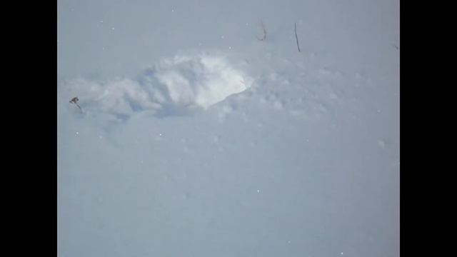 Куропатки зимой. Куріпки зимою. смотреть онлайн