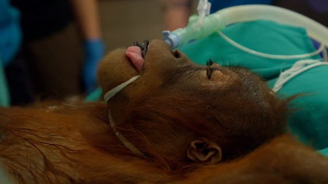 Vets Race to Treat Orangutan Runt (Part Two) | The Secret Life of the Zoo | Nature Bites смотреть онлайн