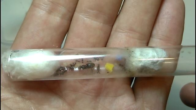 Новичкам. Lasius niger Ч 2 смотреть онлайн